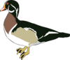 Green And White Duck Clip Art